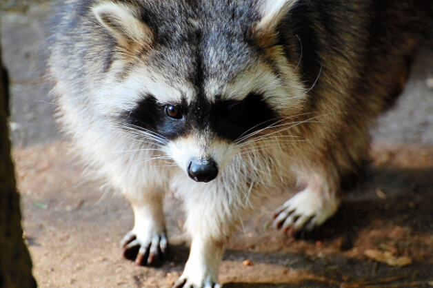 10 Tierpark Schwarze Berge