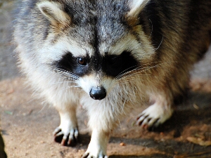 10 Tierpark Schwarze Berge