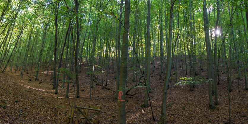 DSC02502-Bearbeitet Panorama