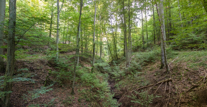 DSC02574-Bearbeitet Panorama