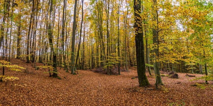 Usedom_Ahlbecker-Forst