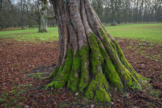 12 Tiergarten