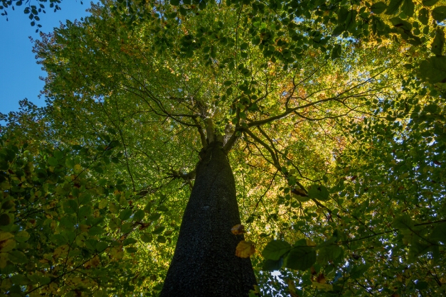 Soonwaldsteig