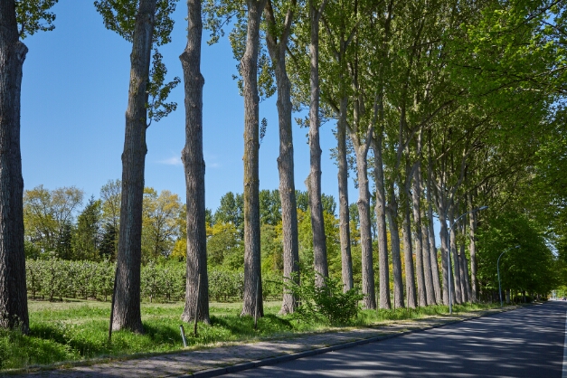 Allee bei Dorum