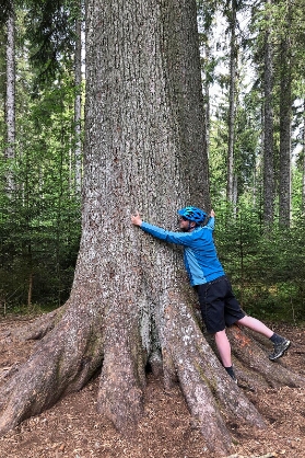 Großvatertanne