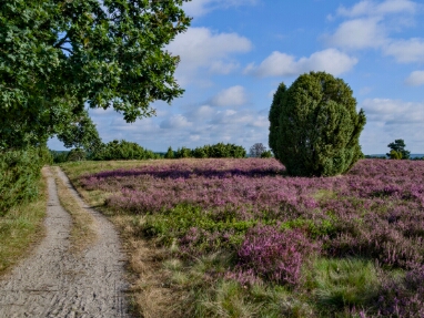 08 Heideblüte